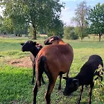 Alte Provinz Ruhige Zentrale Lage Nyaraló